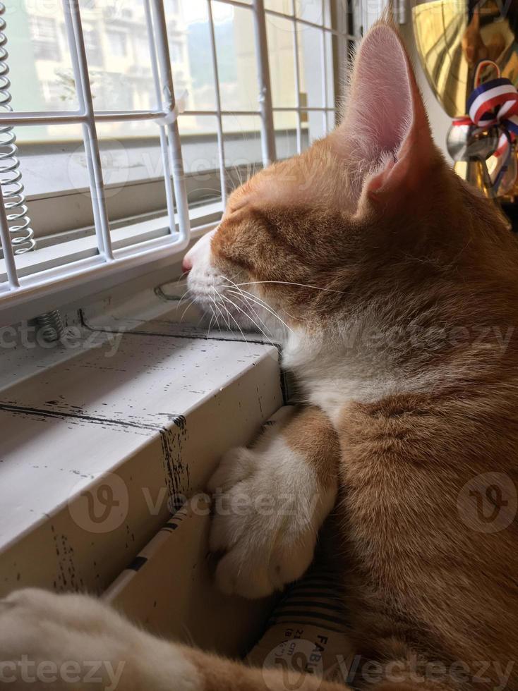 Cat sleep calm and relax on the floor near the door is open or glass window frame with afternoon sunshine, orange shorthair tabby cat lying in living room with copy space. photo