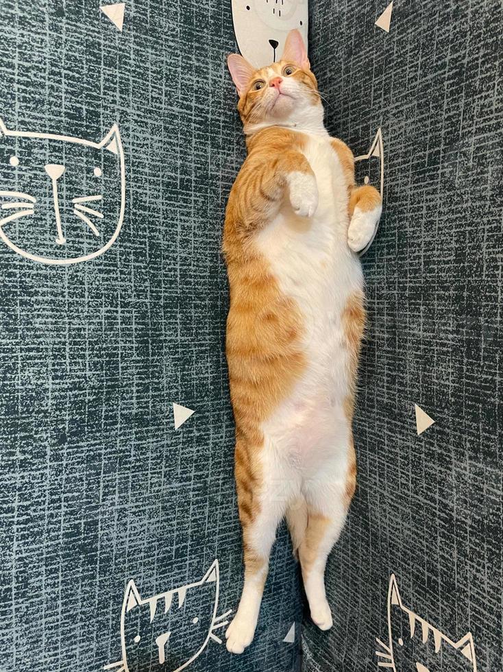 Orange tabby Ginger Cat lying down, Looking in camera on Isolated blue background, front view photo