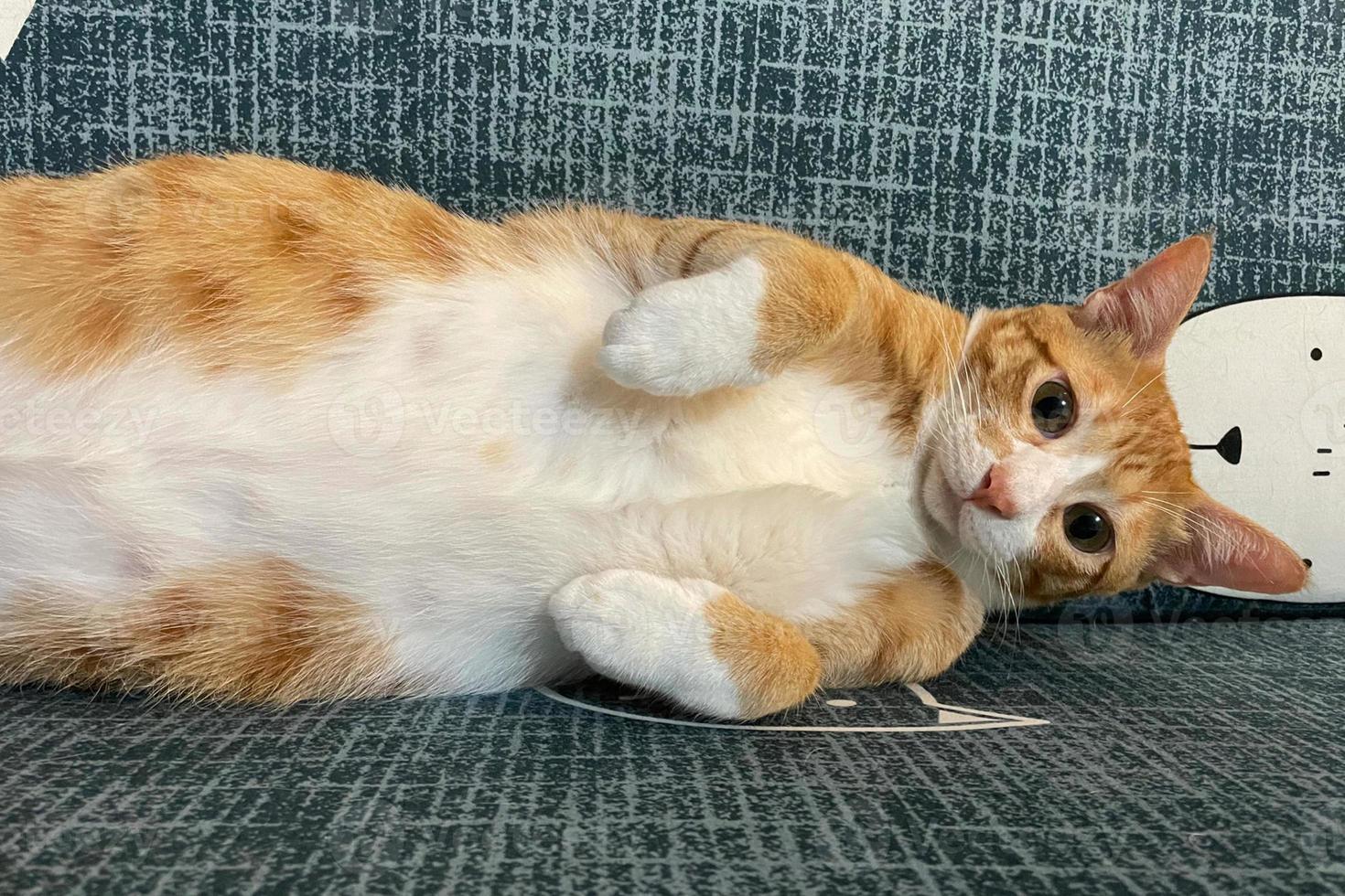 Orange tabby Ginger Cat lying down, Looking in camera on Isolated blue background, front view photo