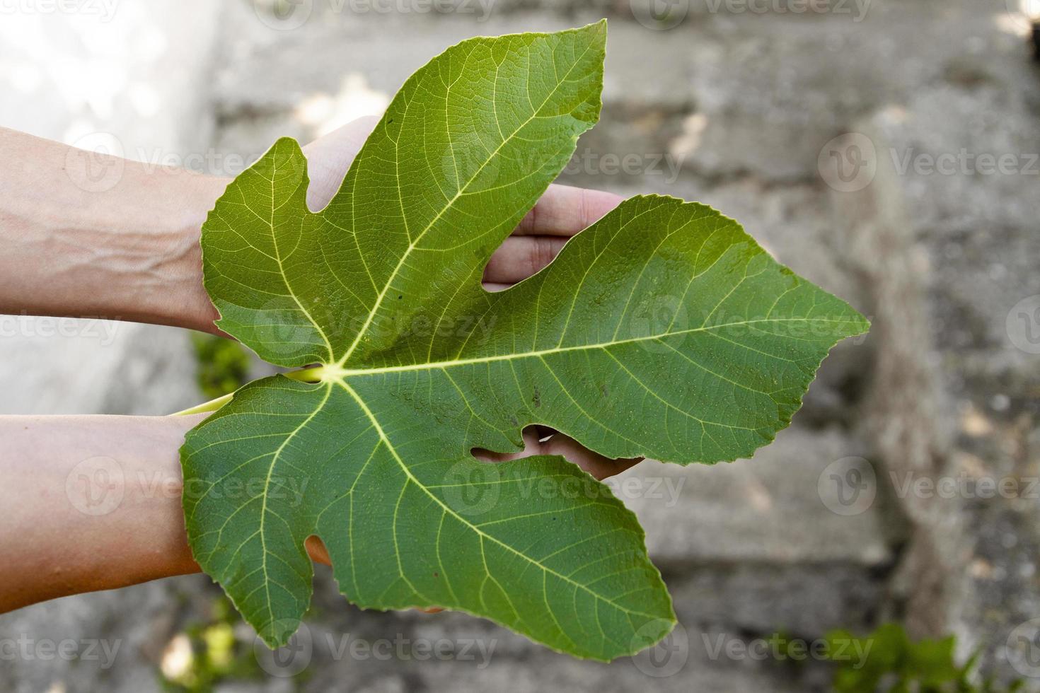 A green fig leaf, in the sun, in the hands of a woman, as a symbol of fertility, abundance. photo
