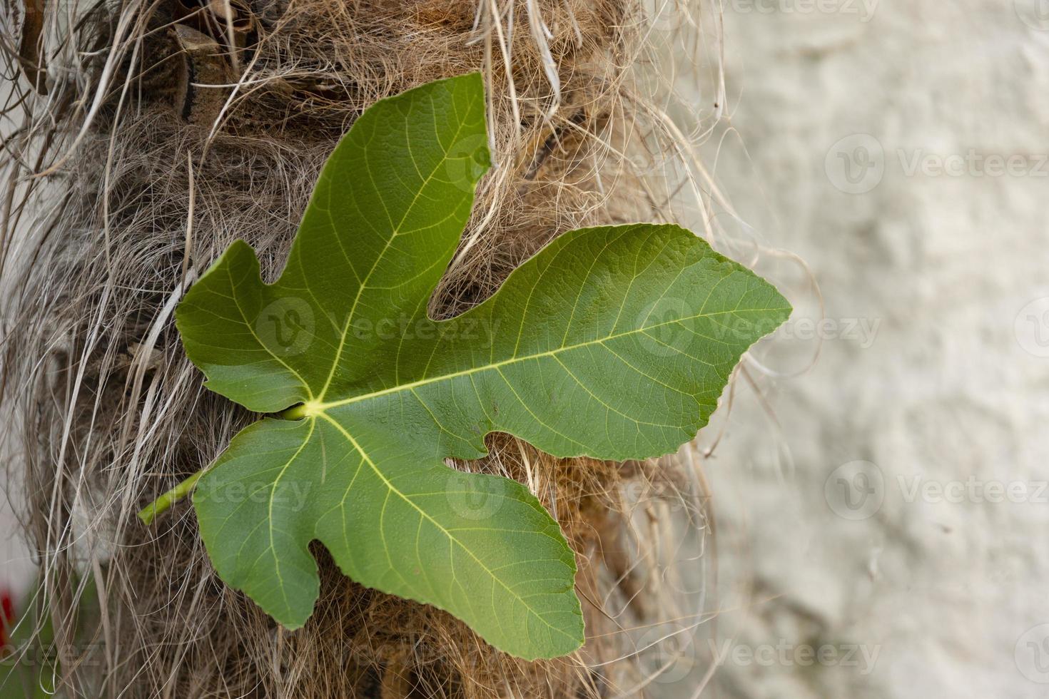 Green fig leaf on the trunk of a palm tree, a symbol of fertility, abundance, photo