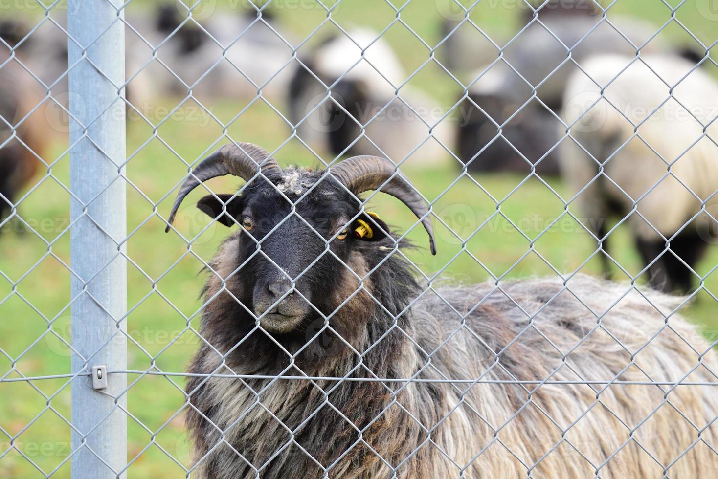 A hairy sheep with horns, stands behind a chain link fence in a pasture photo