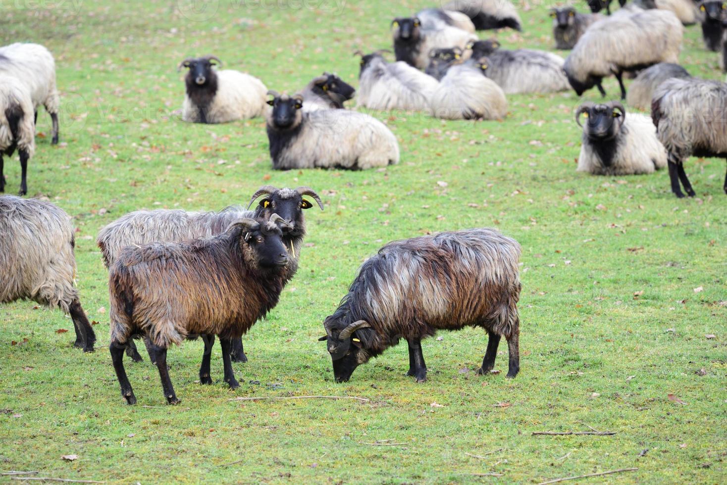 In autumn there is a flock of sheep, on a pasture outdoors photo