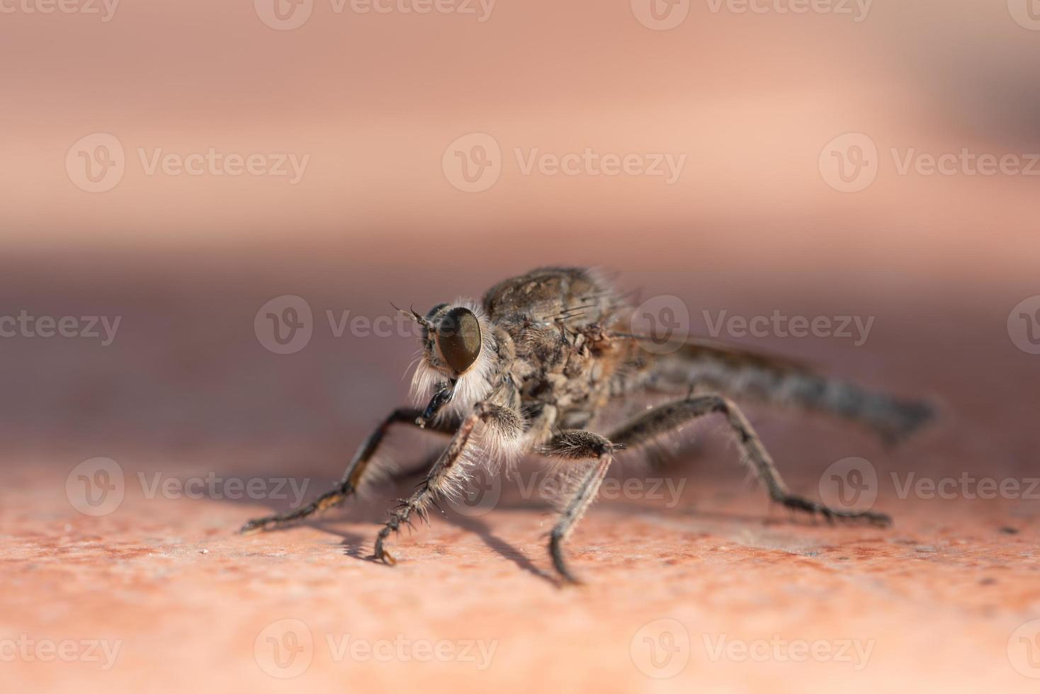 A large mosquito of the genus Asilinae sits on a brown tile outdoors. photo