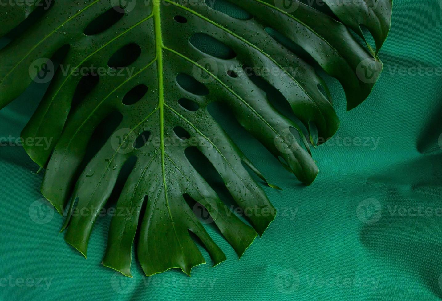 monstera de hoja verde tropical sobre un fondo verde. vista superior, copia espacio, cartel foto