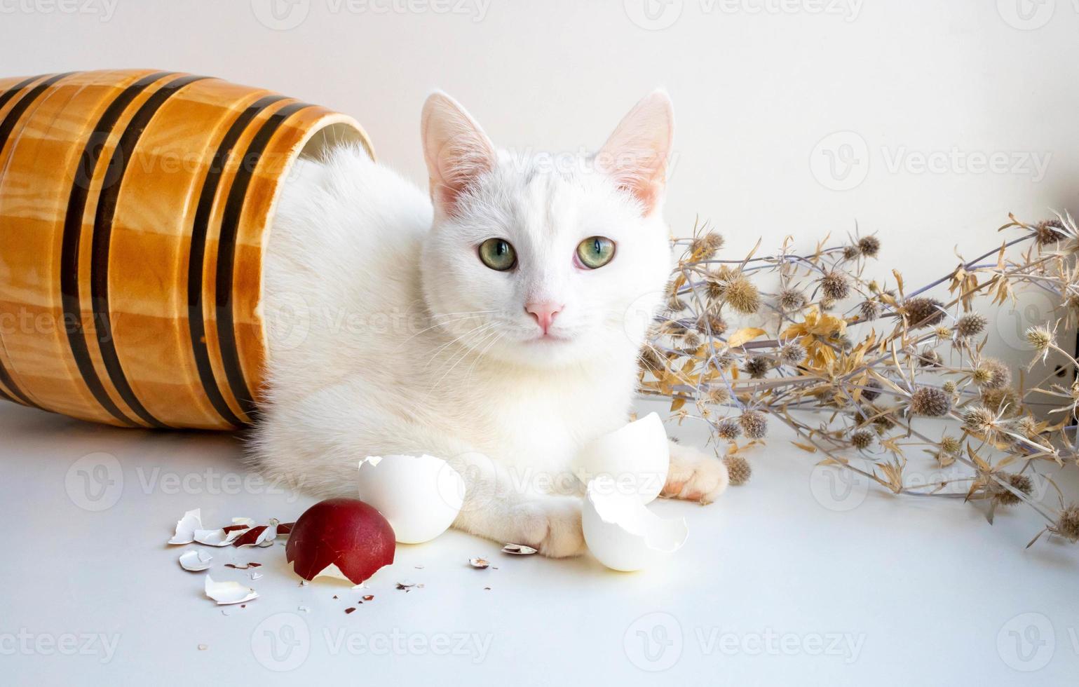 On a white background lies a clay barrel with a white cat in it, next to dried flowers and eggshells. The Concept Of Easter photo