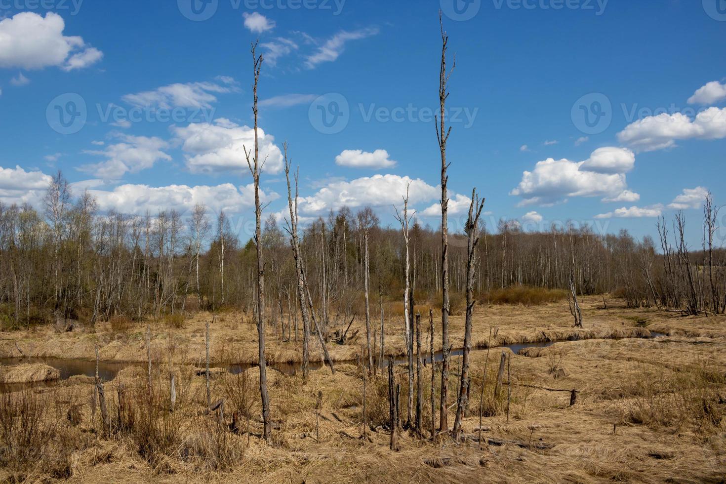 Spring landscape of dried grass and trees photo