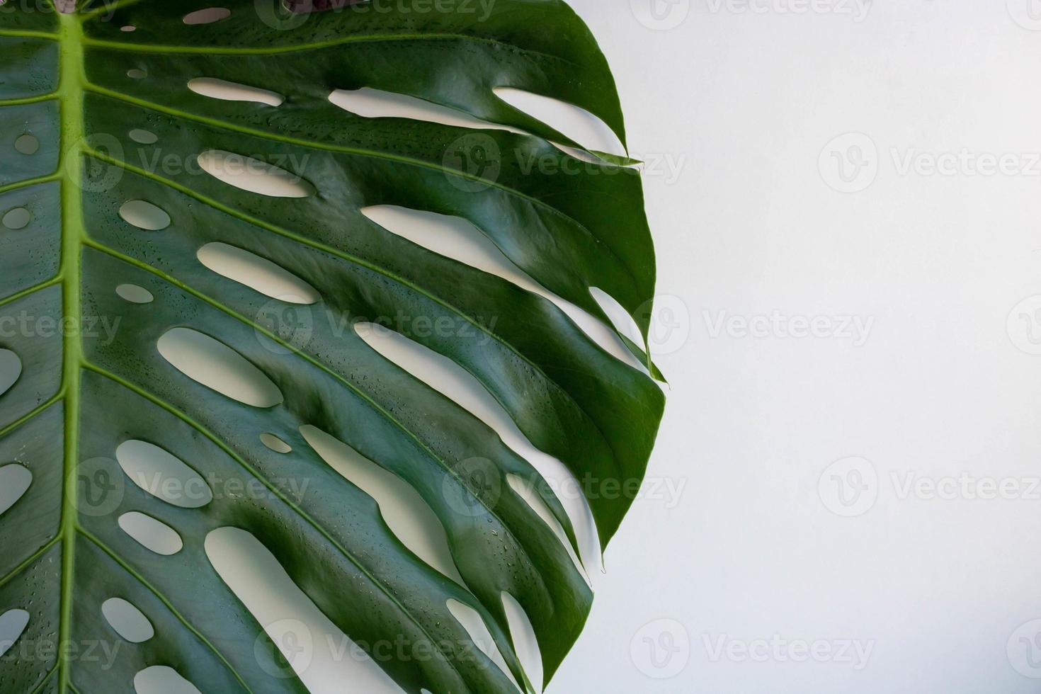 Tropical green leaf monstera on a white background. top view, copy space, poster photo