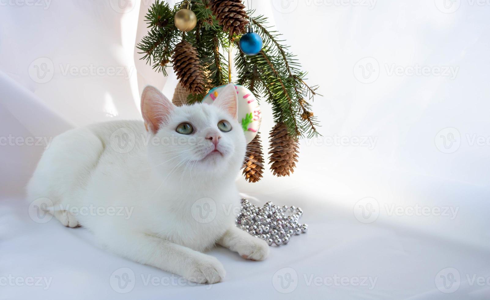 New Year's Eve, 2022.A white curious cat sits next to a Christmas tree bouquet photo