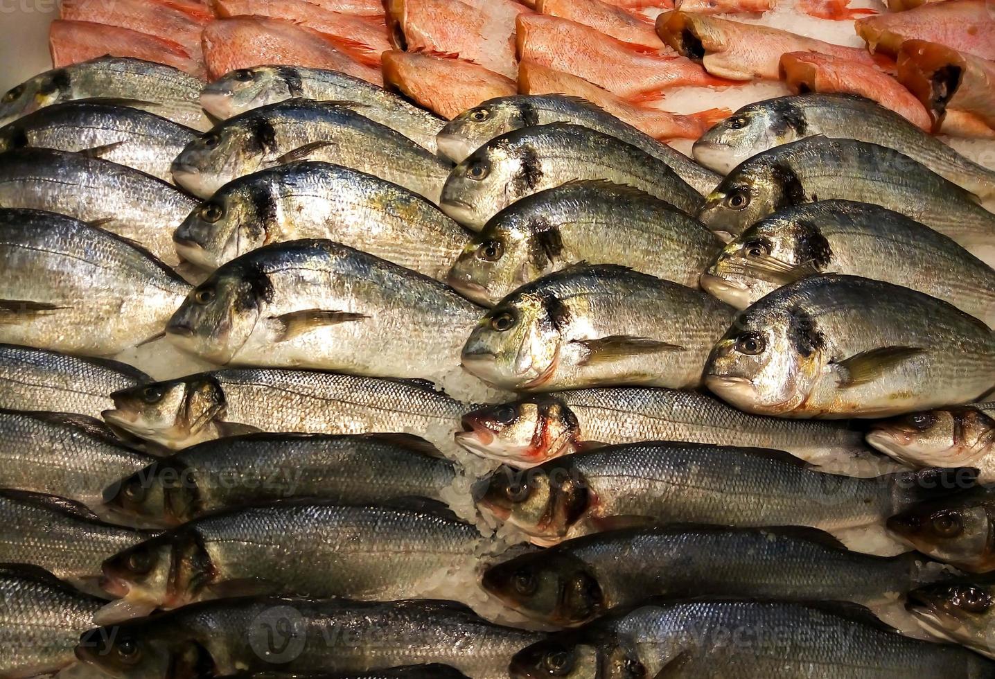 surtido de pescado fresco en el mostrador de la pescadería 10971301