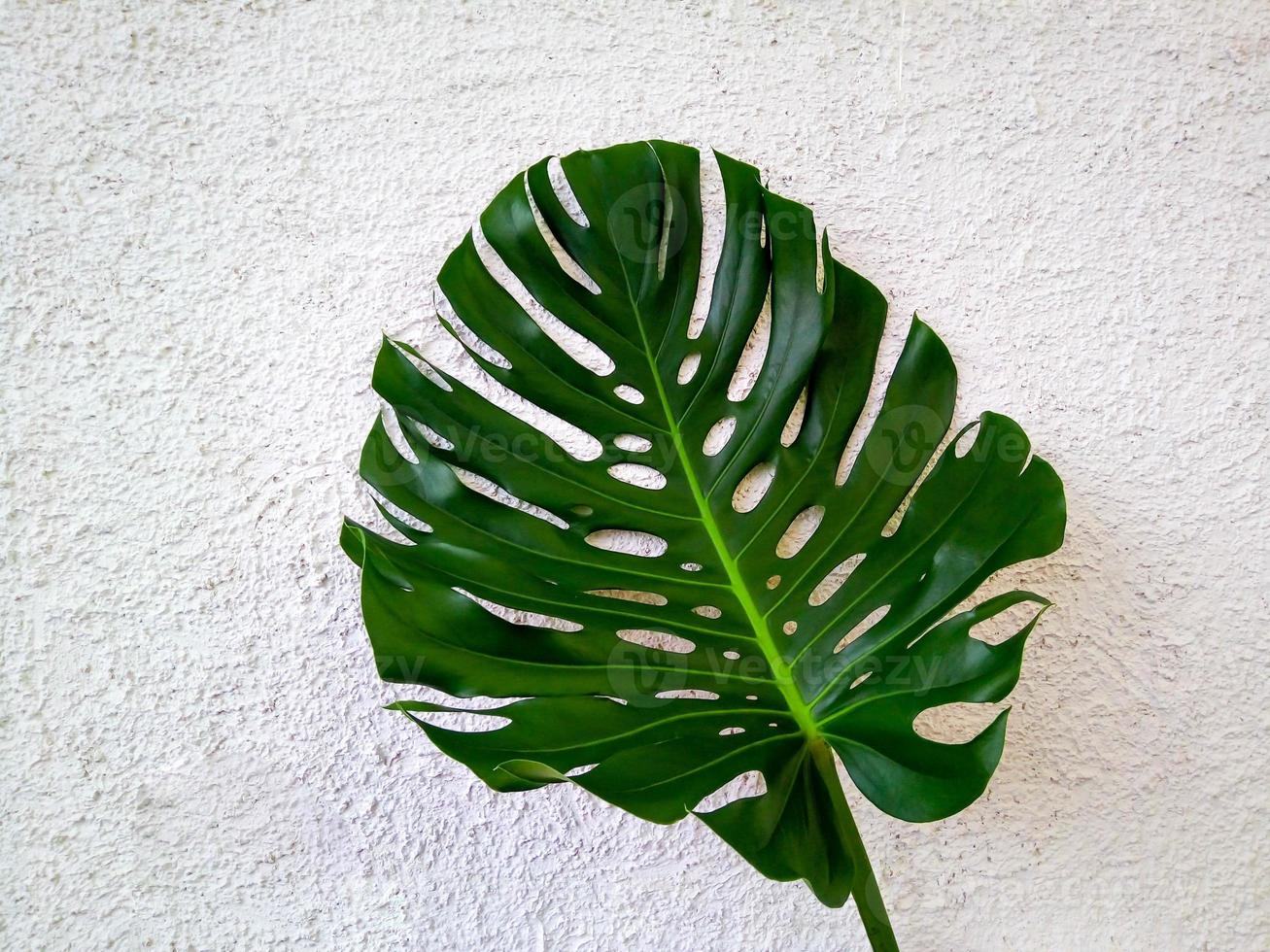 diseño tropical único de la jungla de hojas verdes grandes de monstera. aislado sobre un fondo blanco de yeso decorativo foto