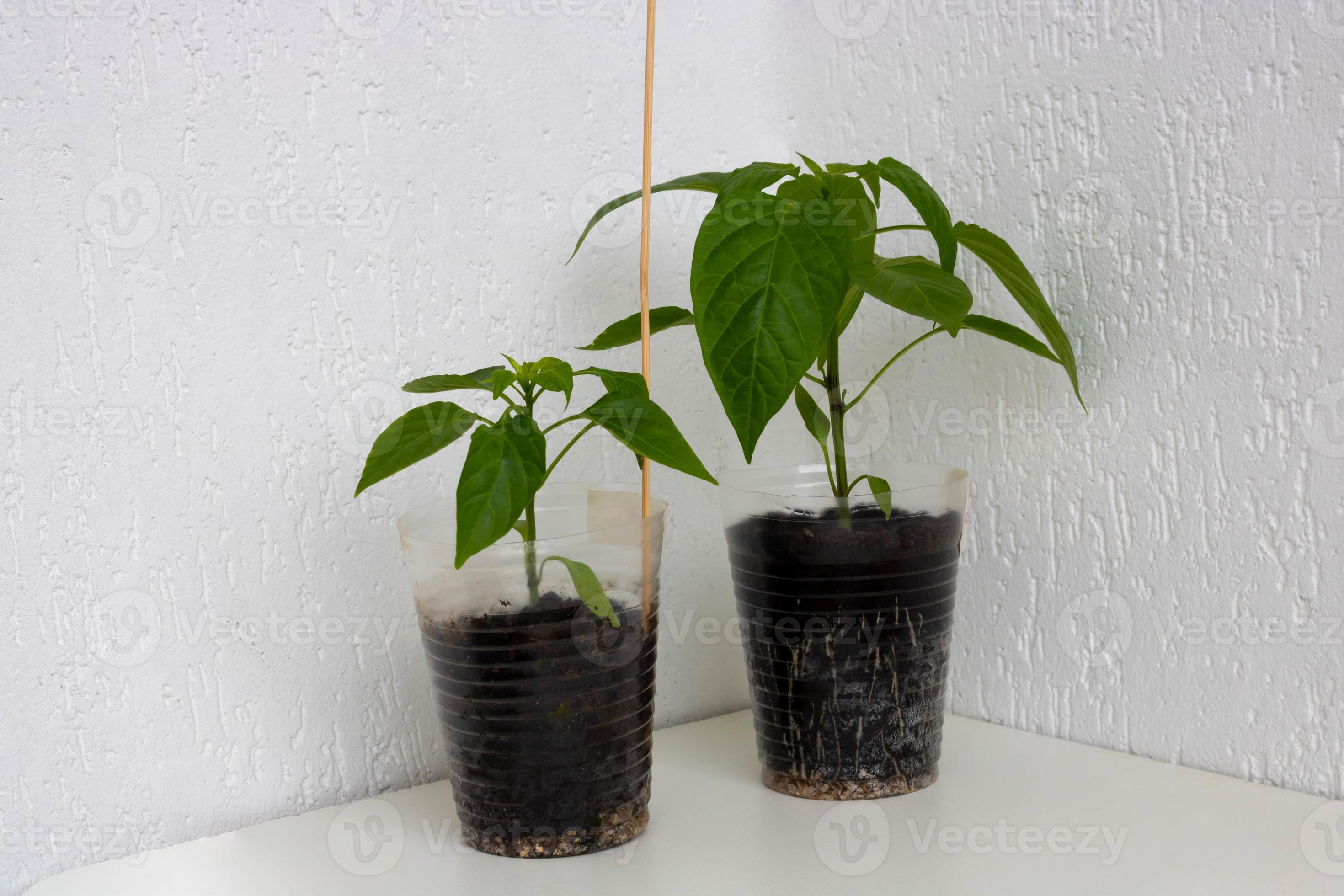 Bell pepper seedling with a welldeveloped root system on a white background. Root and stem
