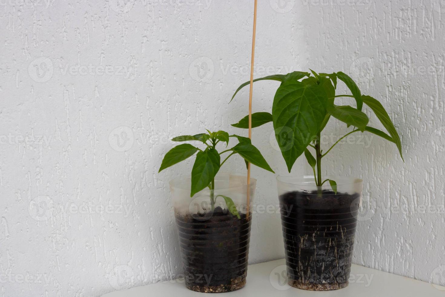 plántula de pimiento con un sistema de raíces bien desarrollado sobre un fondo blanco. raíz y tallo, hojas de plántulas de pimiento foto