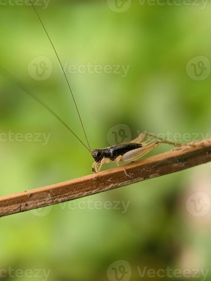 Grasshopper on twig, macro photography, extreme close up photo