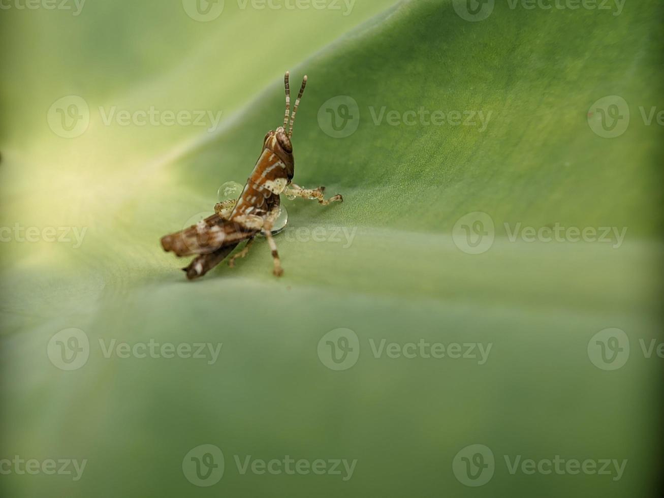 Grasshopper on leaf, macro photography, extreme close up photo