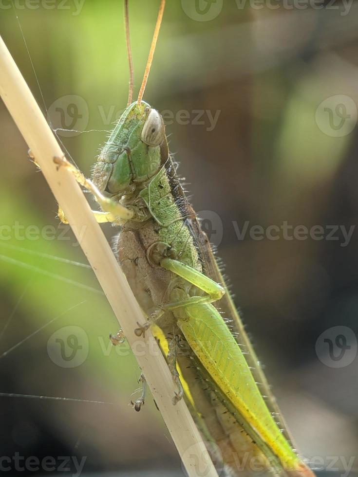 Grasshopper on twig, macro photography, extreme close up photo