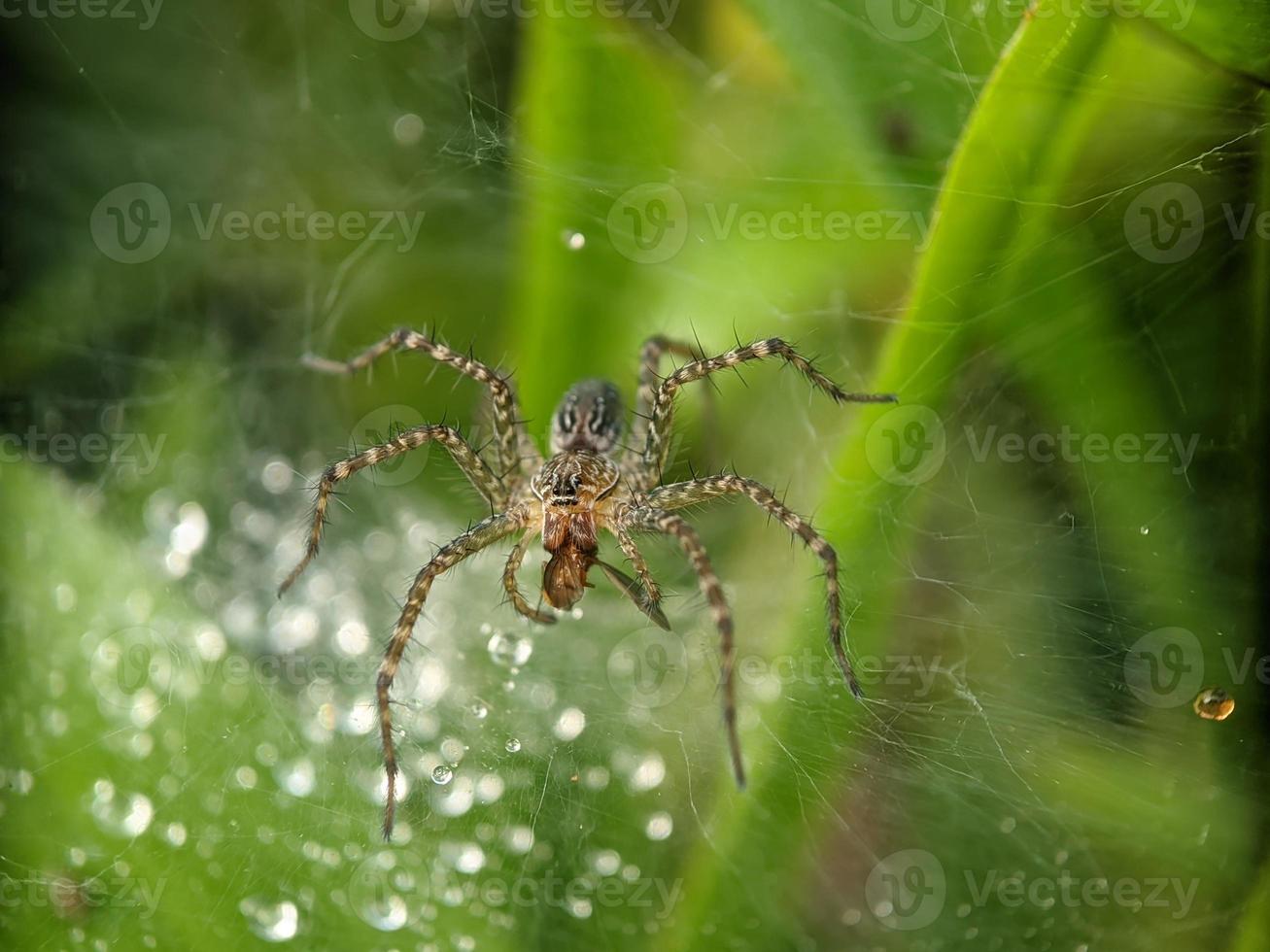 Dewdrops on spider web in the morning, macro photography, extreme close up photo