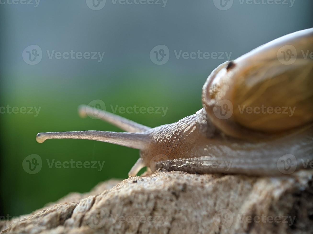 Snail on the wood, in the morning, macro photography, extreme close up photo
