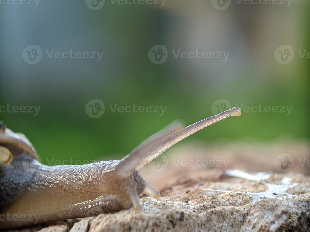 Snail on the wood, in the morning, macro photography, extreme close up photo