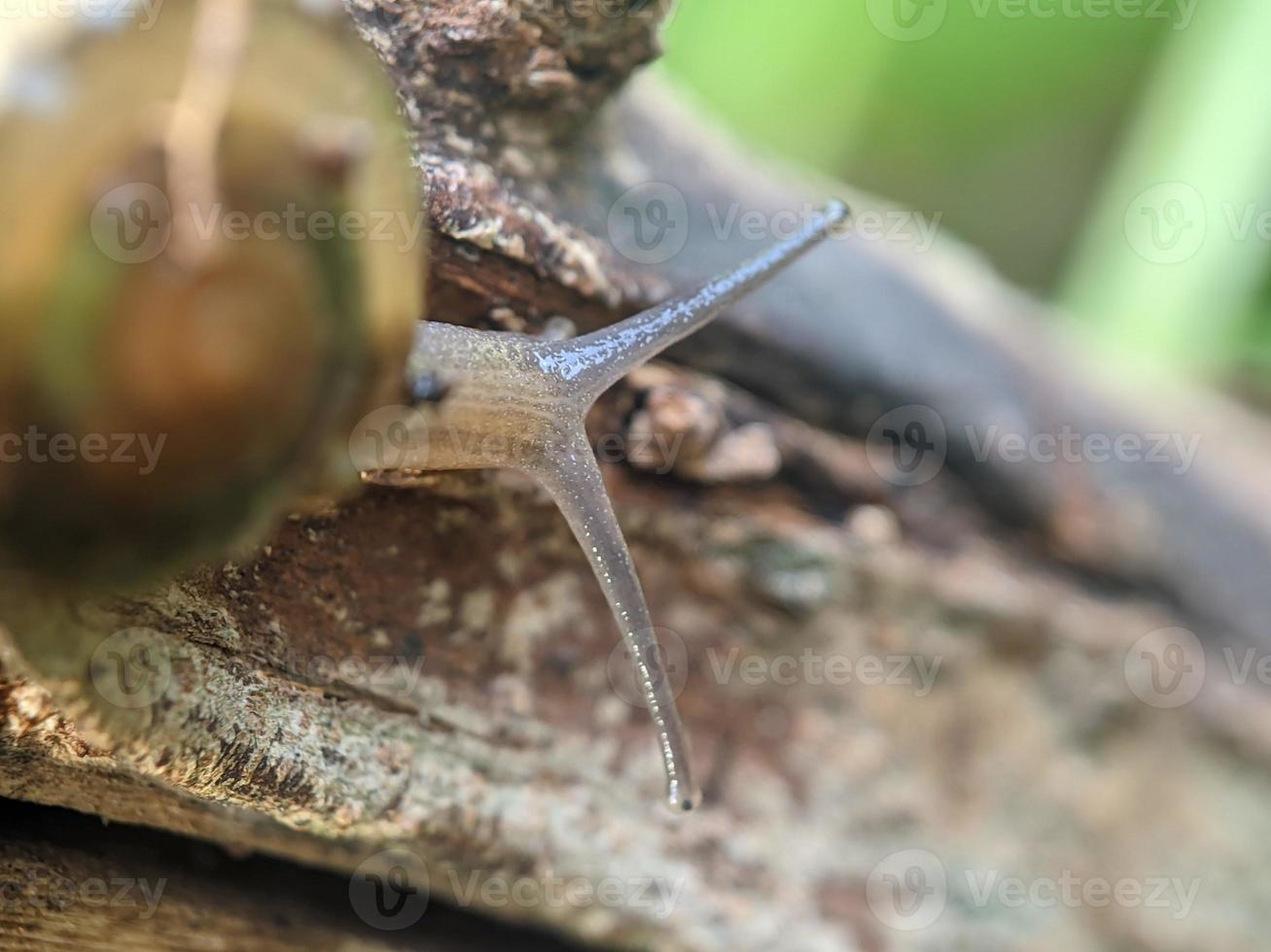 Snail on the twig, in the morning, macro photography, extreme close up photo