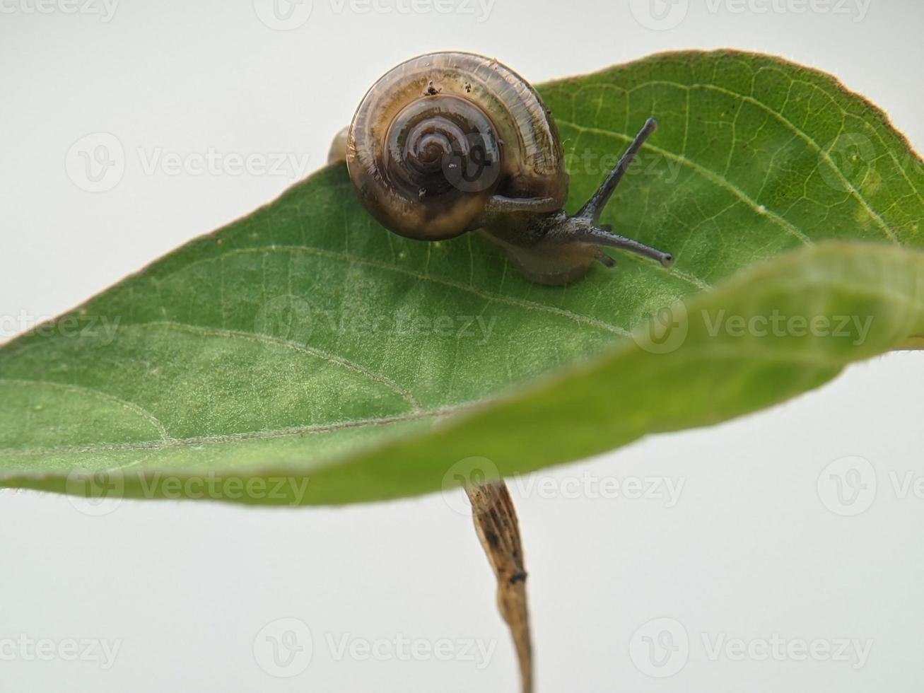 Snail on the leaf, in the morning with white background, macro photography, extreme close up photo