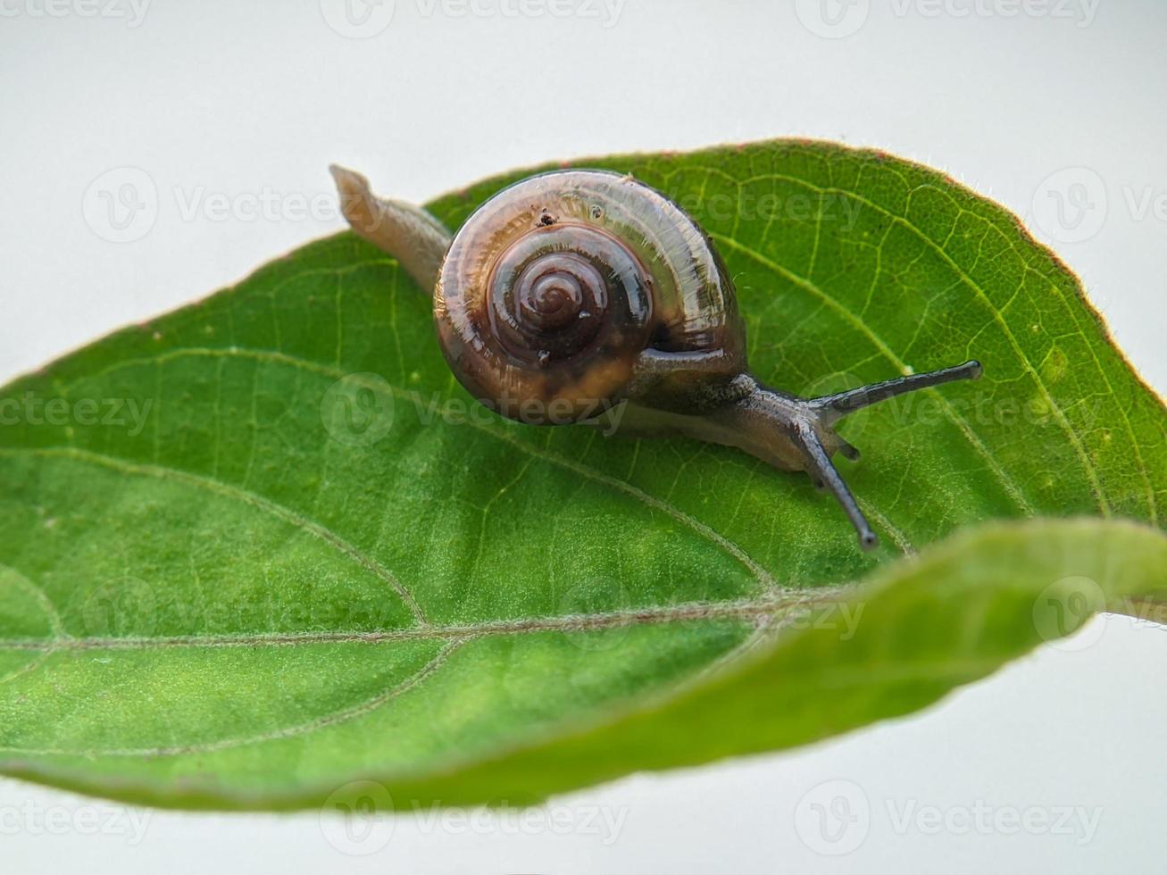 Snail on the leaf, in the morning with white background, macro photography, extreme close up photo