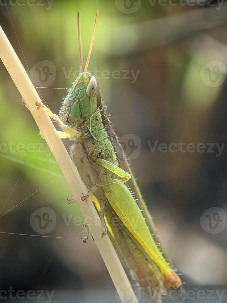 saltamontes en ramita, fotografía macro, un primerísimo plano foto