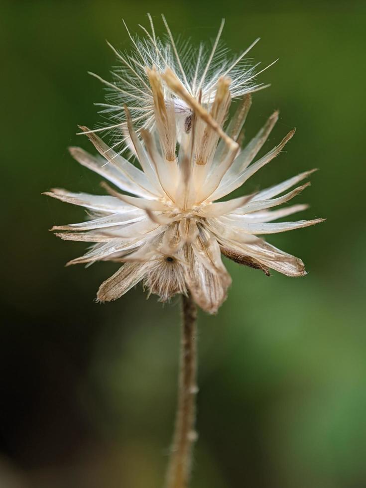 semilla de diente de león, fotografía macro, primer plano extremo foto