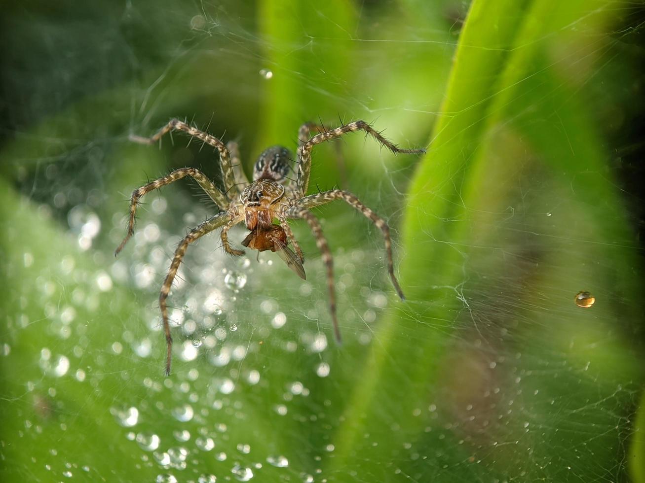 Dewdrops on spider web in the morning, macro photography, extreme close up photo