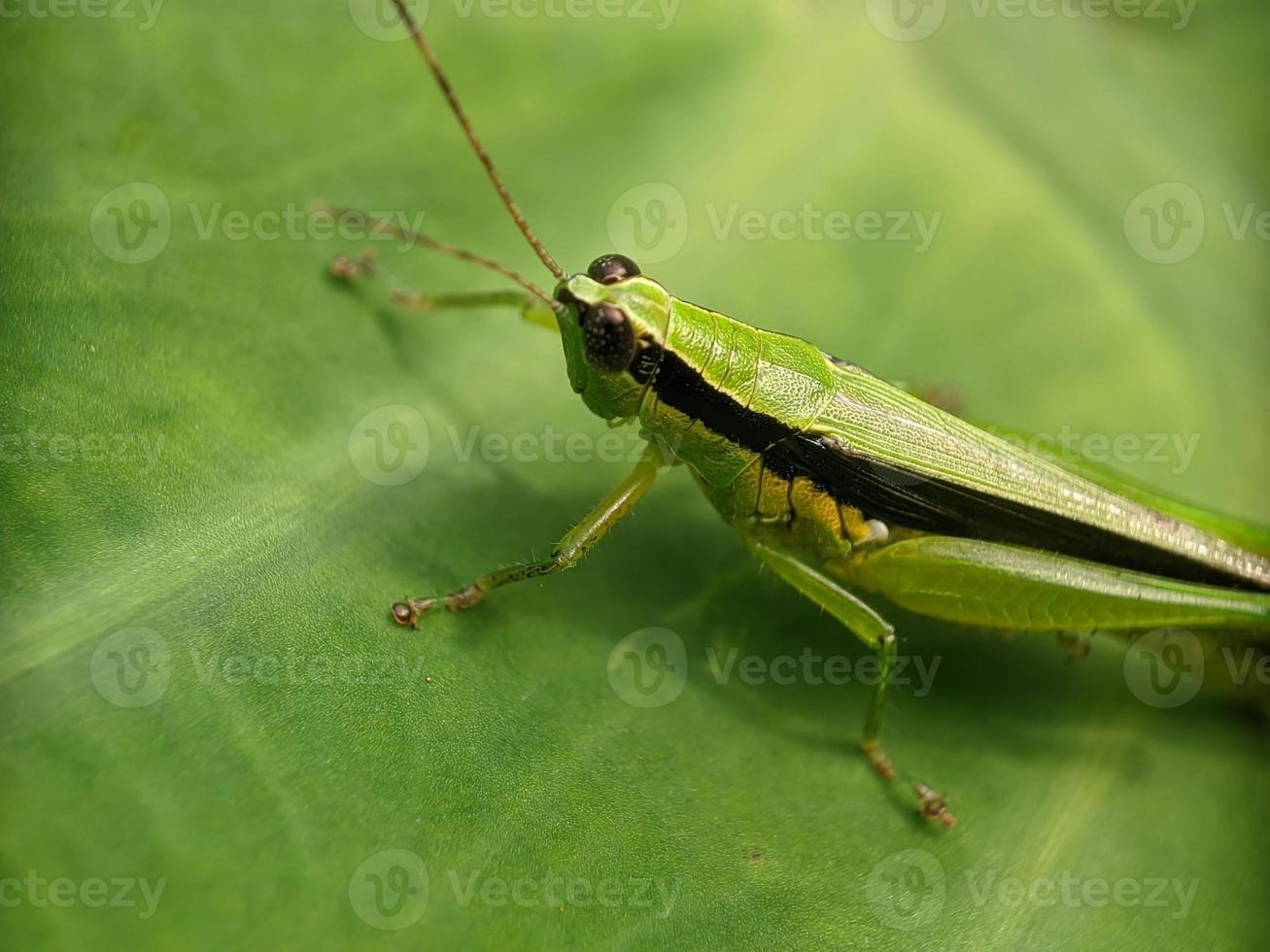 Grasshopper on leaf, macro photography, extreme close up photo