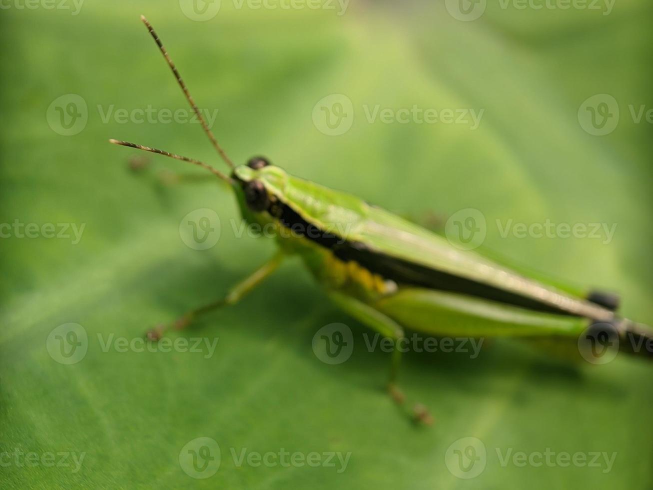Grasshopper on leaf, macro photography, extreme close up photo