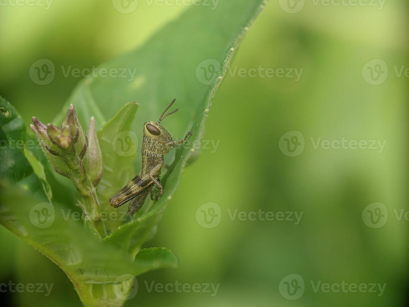 Grasshopper on leaf, macro photography, extreme close up photo