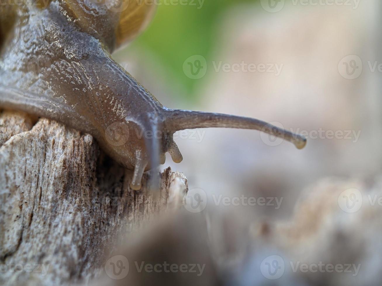 Snail on the wood, in the morning, macro photography, extreme close up photo