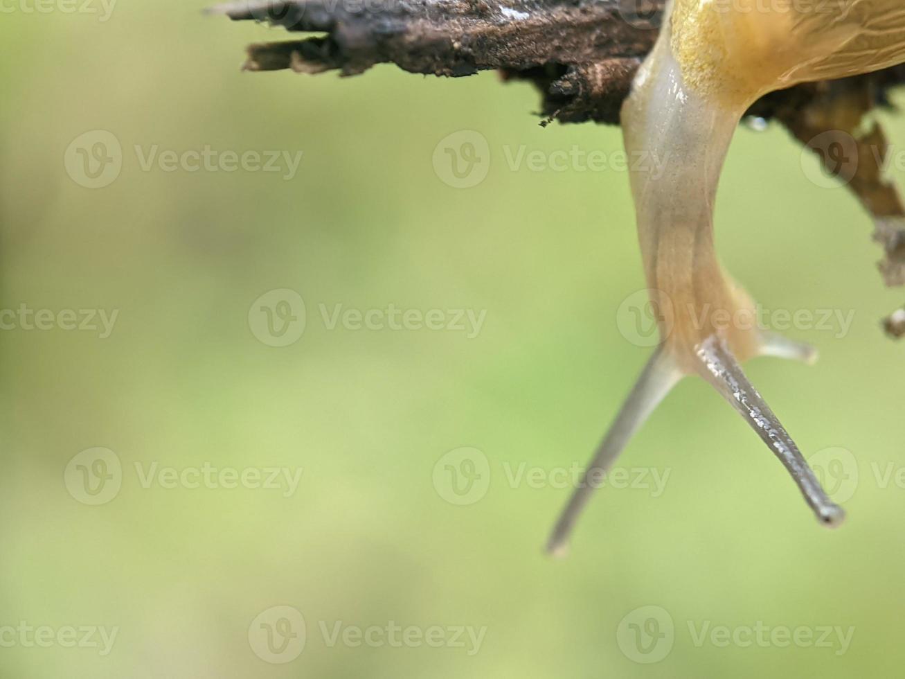 Snail on the twig, in the morning, macro photography, extreme close up photo