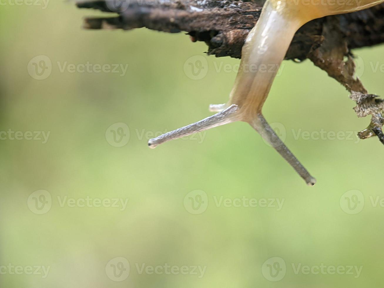 Snail on the twig, in the morning, macro photography, extreme close up photo