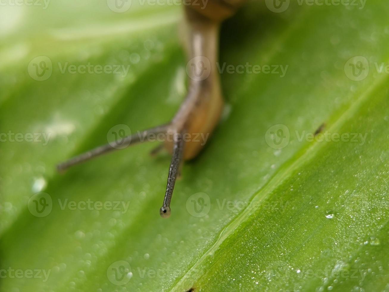 caracol en la hoja, por la mañana, fotografía macro, primer plano extremo foto