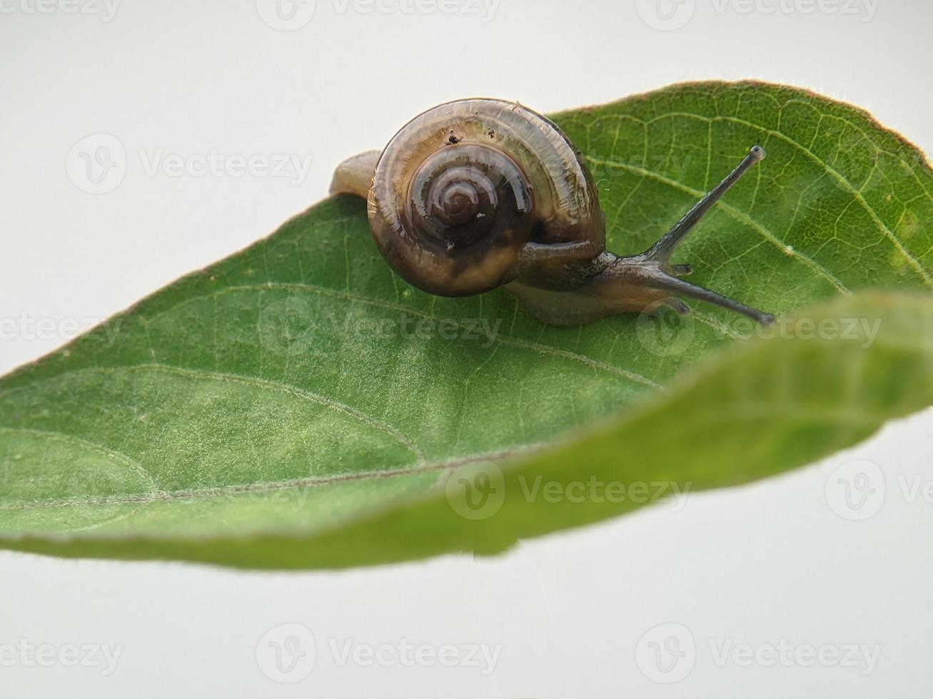 Snail on the leaf, in the morning with white background, macro photography, extreme close up photo