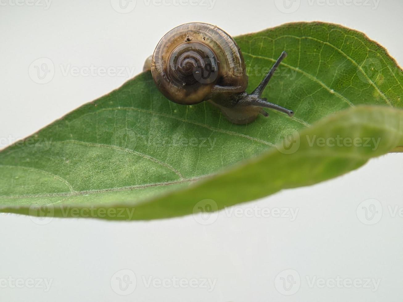 Snail on the leaf, in the morning with white background, macro photography, extreme close up photo