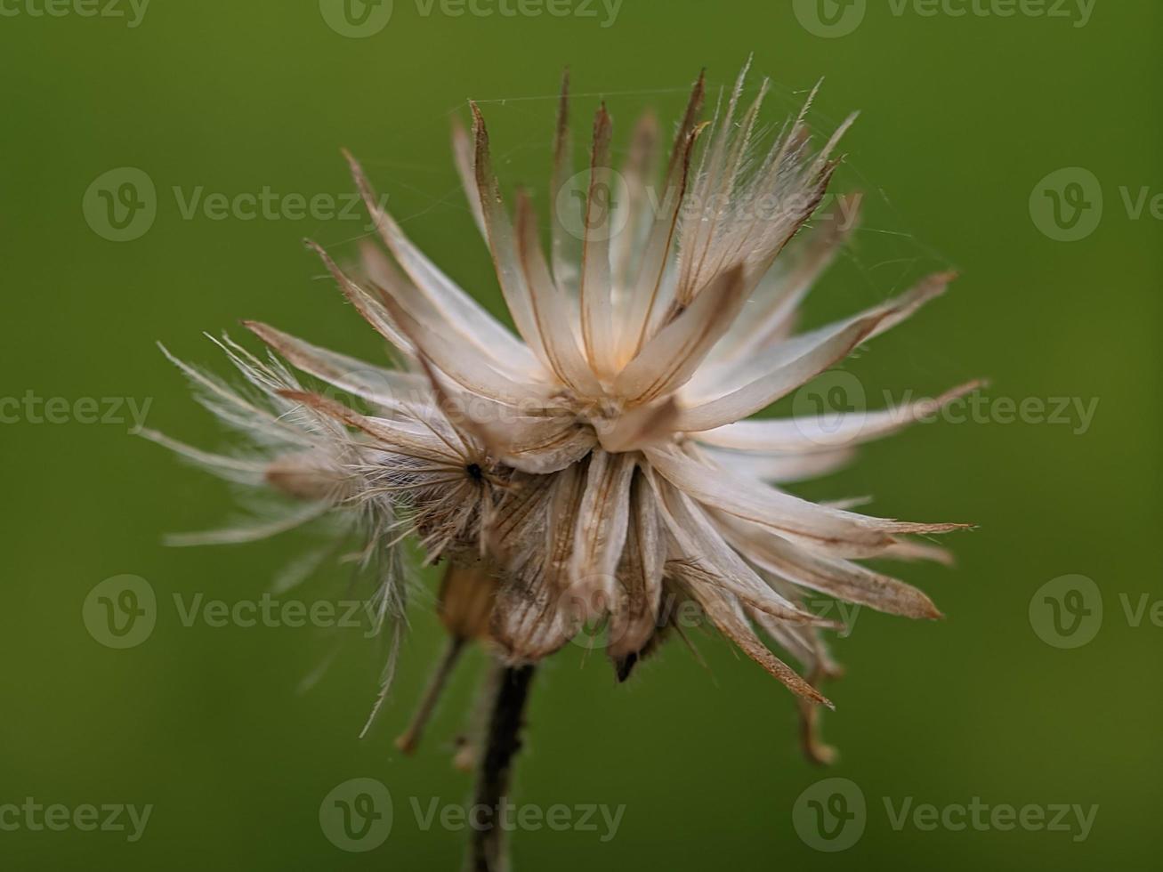 semilla de diente de león, fotografía macro, primer plano extremo foto