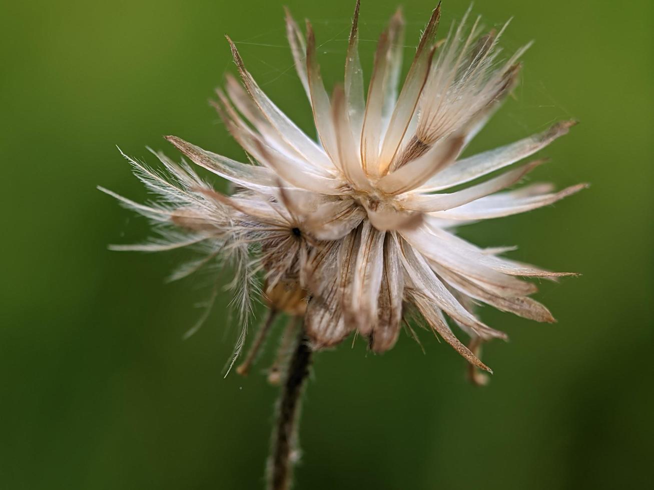 semilla de diente de león, fotografía macro, primer plano extremo foto