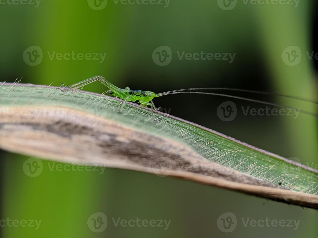 Little grasshopper on the leaf, macro photography photo