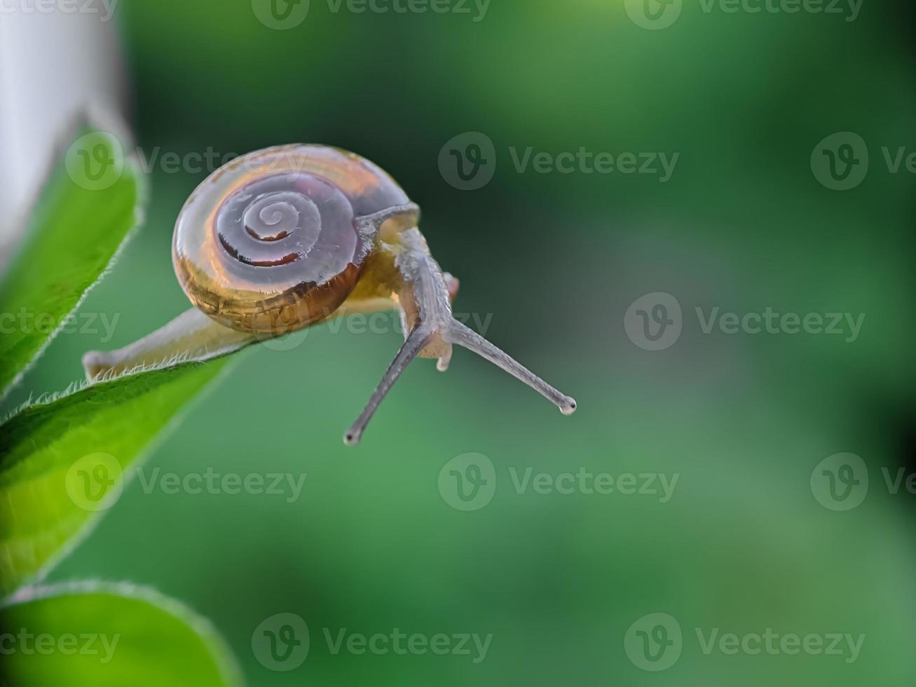 caracol en la hoja por la mañana, fotografía macro, primer plano extremo foto