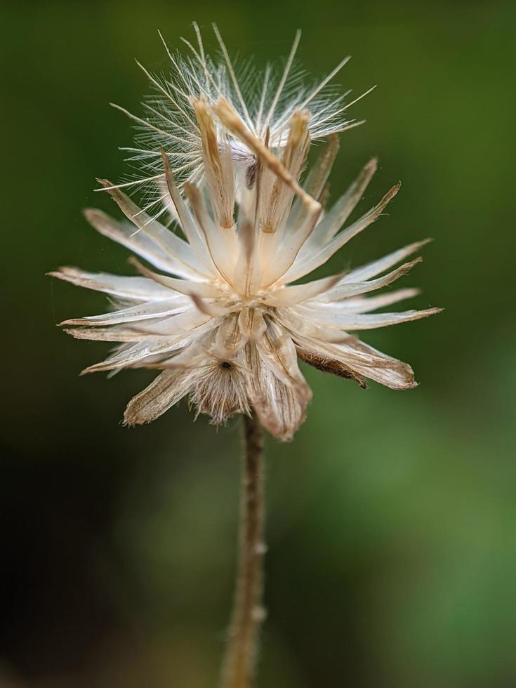 Dandelion seed, macro photography, extreme close up photo