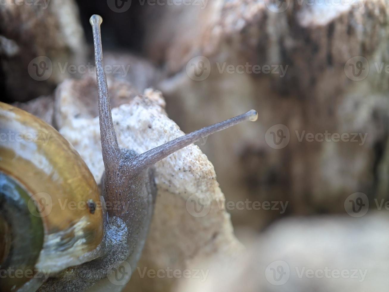 caracol en la madera, por la mañana, fotografía macro, primer plano extremo foto