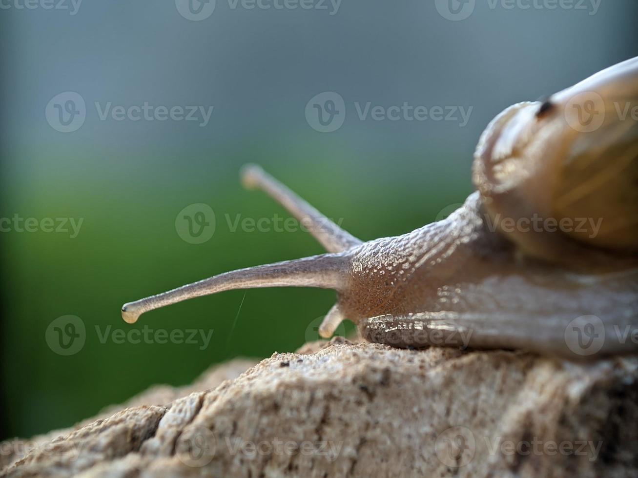 Snail on the wood, in the morning, macro photography, extreme close up photo