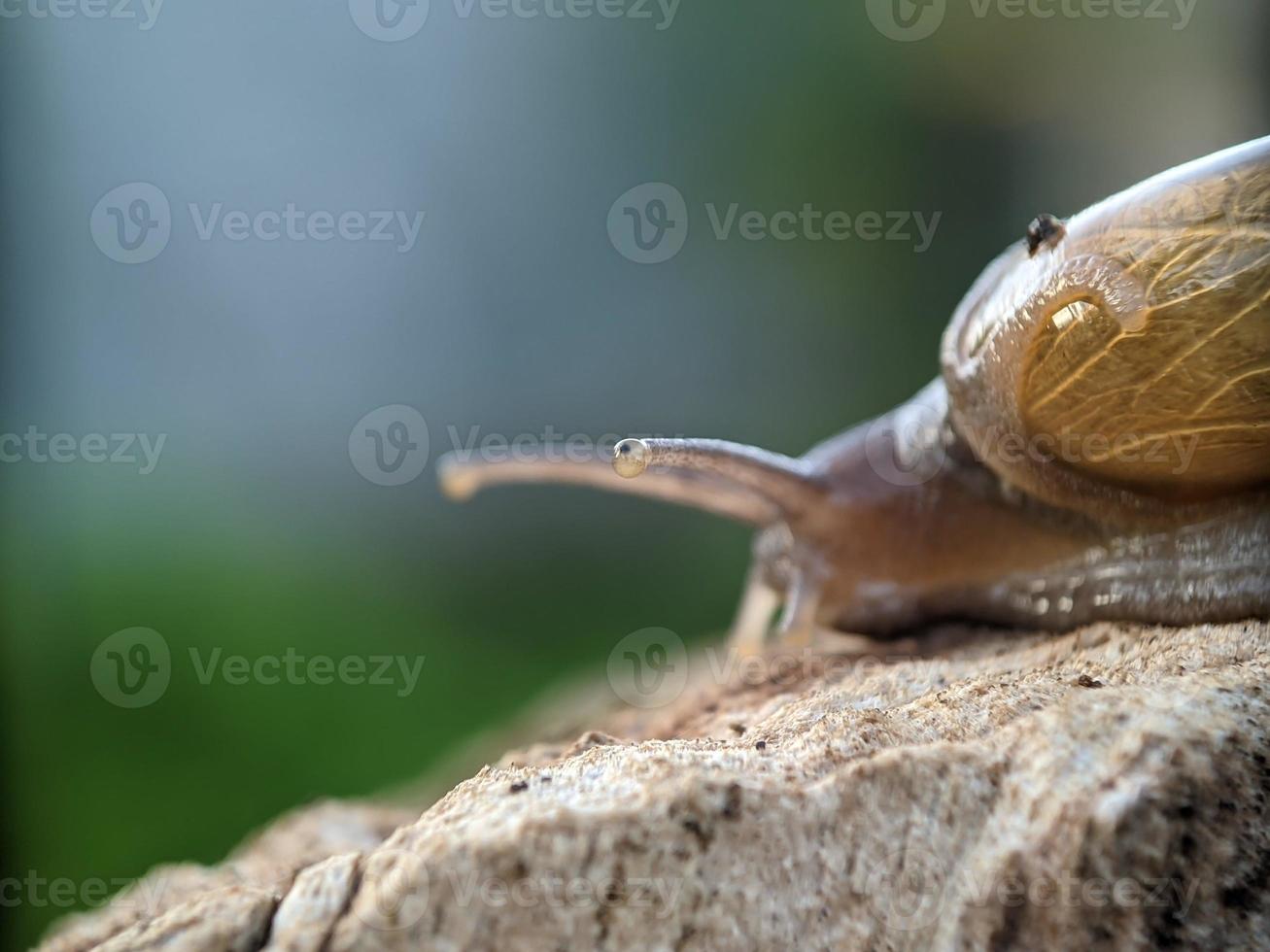 Snail on the wood, in the morning, macro photography, extreme close up photo