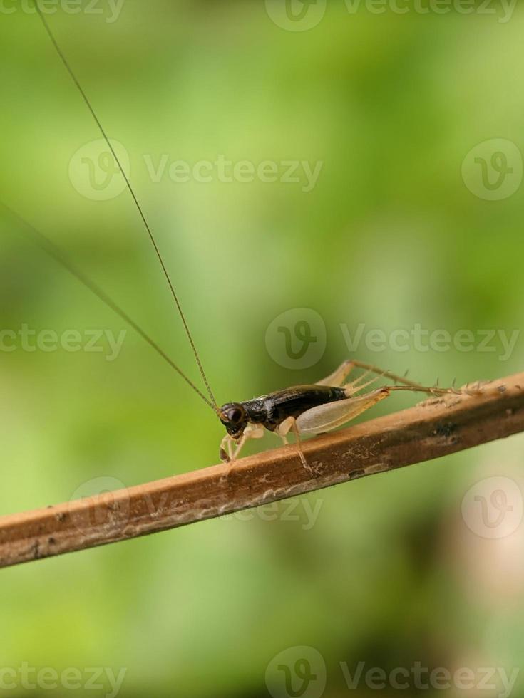 Grasshopper on twig, macro photography, extreme close up photo