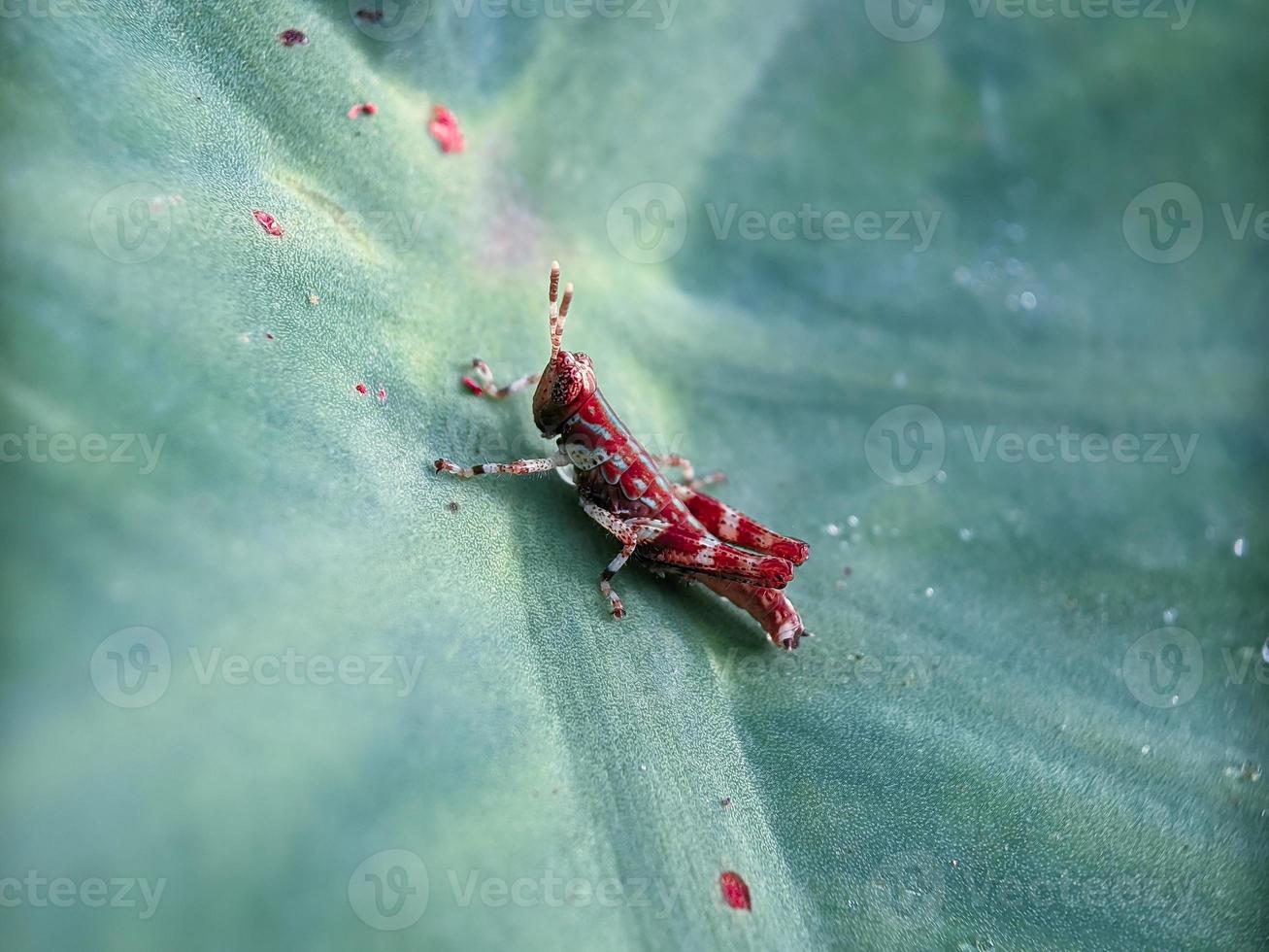 Grasshopper on leaf, macro photography, extreme close up photo