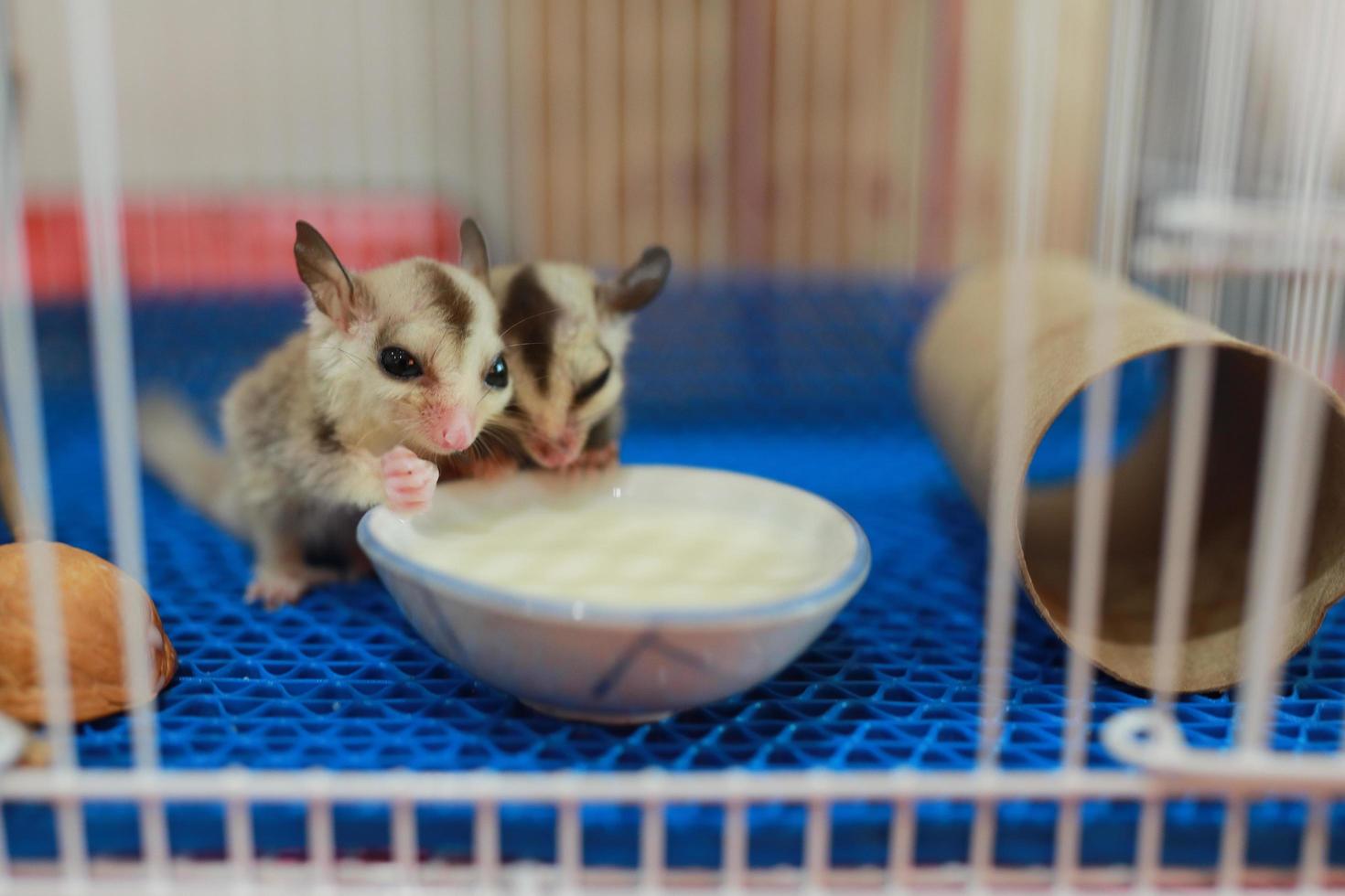 A close up of a sugar glider pets that have soft fur and can glide. eating milk in the cage. photo