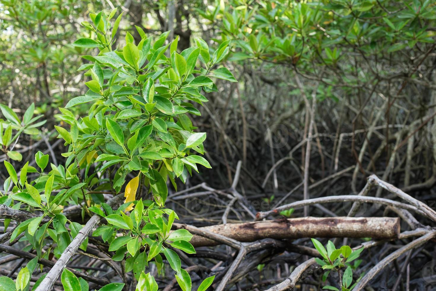 Mangrove forest has Mangrove tree which it is a medium-large size of tree and can grow in deep soft soil peat and salty water. photo